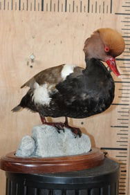 Male RED-CRESTED POCHARD DUCK on a Decorative Rock and Wood Display
