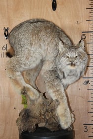 Life-sized ALASKAN LYNX on a Natural Wood Base