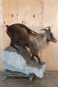 Life-sized HIMALAYAN TAHR on a Rock Wall Hanging Base
