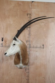 *TEXAS RESIDENTS ONLY* SCIMITAR HORNED ORYX Shoulder Mount