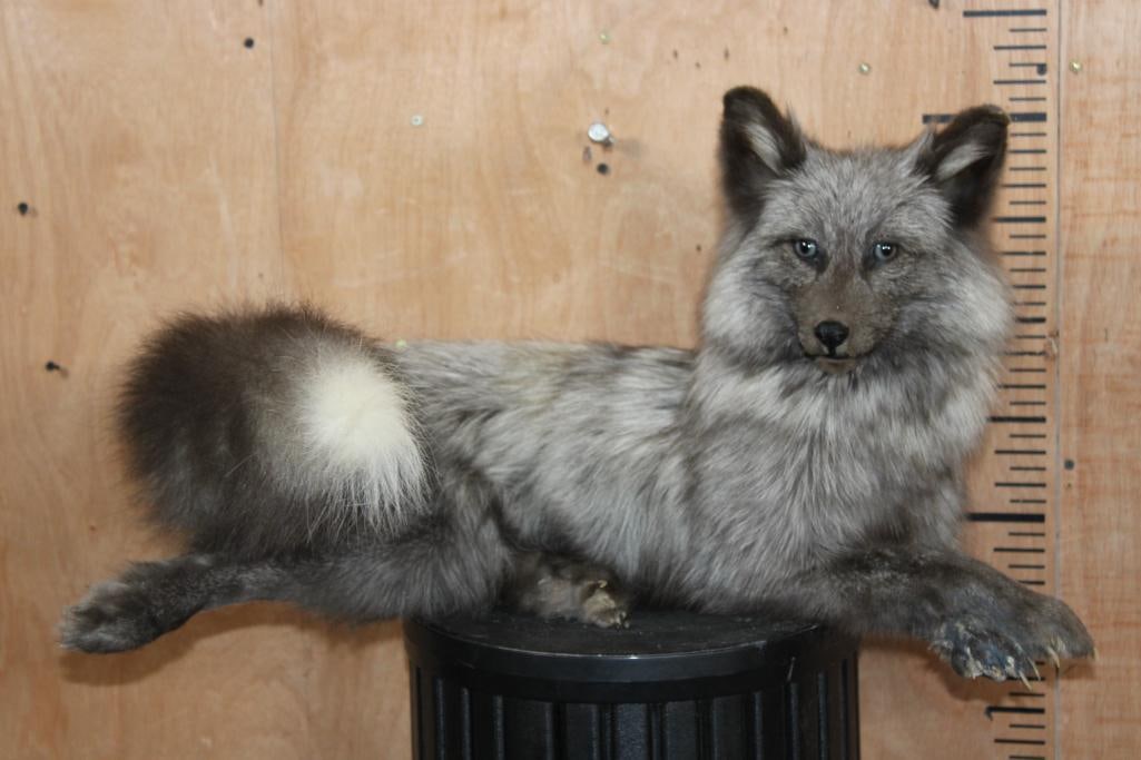 Life-sized Freestanding or Laying BLUE PEARL CROSS FOX: Beautiful Life-sized Freestanding or Laying BLUE PEARL CROSS FOX from Alaska. It measures 26" Long x 18" Wide x 14" Tall. The front left paw has some bald spots, otherwise it is in Good Condition. TAX