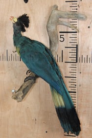 GREAT BLUE TURACO Exotic Bird on a Branch