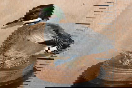 FALCATED TEAL DUCK on a Decorative Wood Base