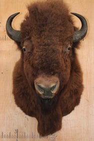 XL BUFFALO or BISON Shoulder Mount
