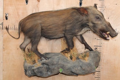 Life-sized BUSHPIG on a Rocky Wall Hanging Base