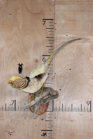 YELLOW GOLDEN PHEASANT on a Natural Wood Perch and Plaque
