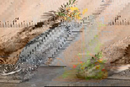 Life-sized SILVER FOX on a Decorative Base