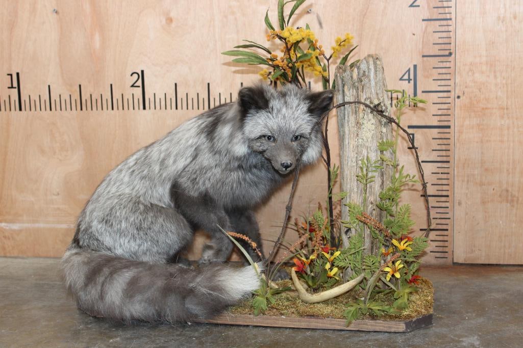 Life-sized SILVER FOX on a Decorative Base: Nice and Clean Life-sized SILVER FOX from Alaska. It is mounted on decorative Wood Base with barbed wire and a reproduction antler shed. It measures 29" Long x 13" Wide x 19" Tall and is in Good Condi