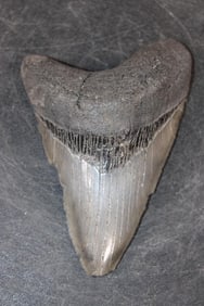 XXL MEGALODON Shark Tooth Fossil