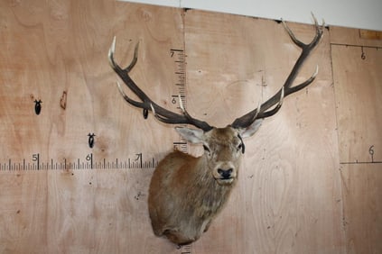 Big 12-Point RED STAG Shoulder Mount and a Drop Tine