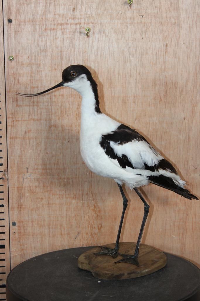 PIED AVOCET Bird Mounted on a Wood Base: Very Nice, Clean, and Newer Life-sized PIED AVOCET (Recurvirostra avosetta) Bird Mount. It is displayed on a circular Wood Base and the Total Mount measures 14" Long x 5.5" Wide x