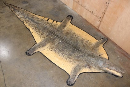 XXL 14' 9" Long CROCODILE HIDE or CROCODILE RUG with its Mounted Head and Claws