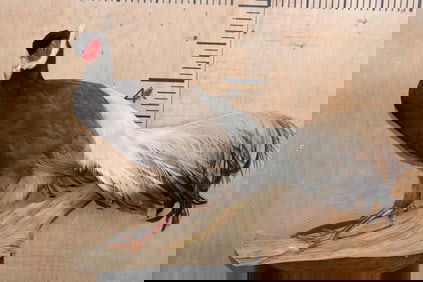 BROWN-EARED PHEASANT on a Natural Branch Perch