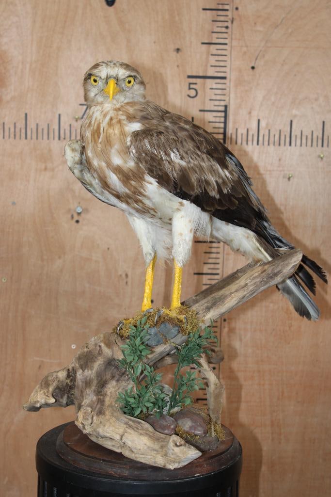 SHORT-TOED SNAKE EAGLE Perched on a Log: Incredibly majestic SHORT-TOED SNAKE EAGLE. It is displayed on a natural wood log perch and plaque, the mount measures 22" Long x 14" Wide x 23" Tall. It is in Good Condition. These birds are native