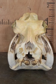 XXL HIPPOPOTAMUS Skull with Massive *Real Ivory Tusks*