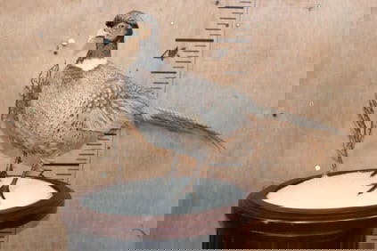 ABYSSINIAN RING-NECK PHEASANT on a Decorative Snowy Base