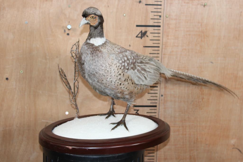 ABYSSINIAN RING-NECK PHEASANT on a Decorative Snowy Base: Very Nice ABYSSINIAN RING-NECK PHEASANT. It is mounted on a decorative Snowy Base, the Total mount measures 30.5" Long x 11.5" Wide x 16" Tall. It is in Very good Condition. TAXIDERMY BIRDS 