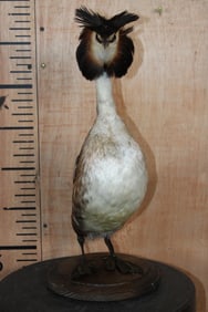 GREAT CRESTED GREBE Bird Mounted on a Wood Base