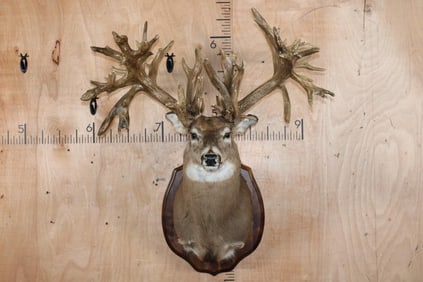 Massive Non-Typical WHITETAIL DEER Shoulder Mount with *Real Antlers* with over 70-Points