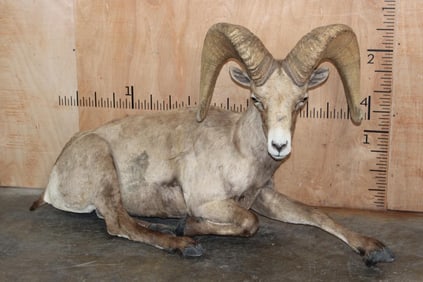 XXL Life-sized Laying DESERT SHEEP