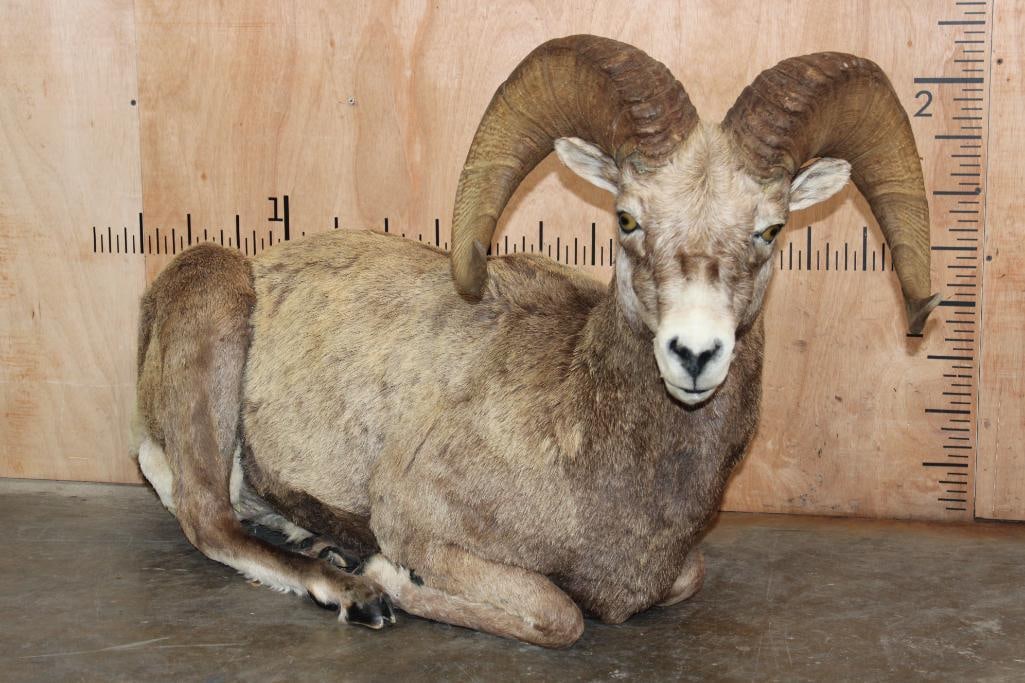 Big Life-sized Laying ROCKY MOUNTAIN BIGHORN Sheep Ram (1 of 9)