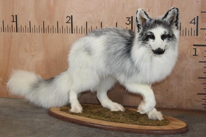 Life-sized ARCTIC MARBLE FOX on a Decorative Wood Base