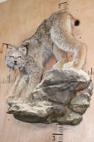 Life-sized ALASKAN LYNX or CANADIAN LYNX on a Rocky Wall Hanging Base