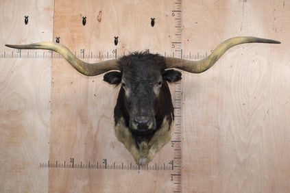 Big TEXAS LONGHORN Shoulder Mount with a Texas Twist