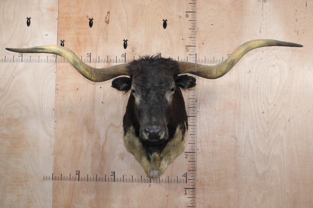 Big TEXAS LONGHORN Shoulder Mount with a Texas Twist: Big TEXAS LONGHORN Shoulder Mount with a Texas Twist. The Horns measure 72.25" from Tip to Tip. This is an older mount with some minor rubs and blemishes. TAXIDERMY 