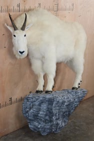 Life-sized MOUNTAIN GOAT on a Rocky Wall Hanging Base
