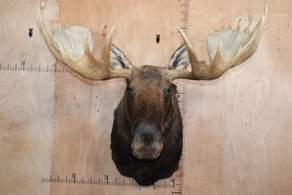 Massive 23-Point MOOSE Shoulder Mount