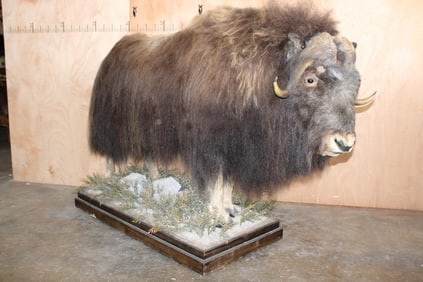 Life-sized MUSK OX on a Wood Base with Wheels