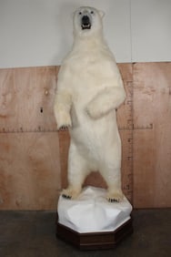 Massive 8' 6" Tall Reproduction Life-sized Standing POLAR BEAR on a Walnut Wood Base