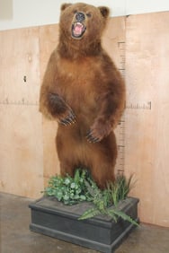XXL Standing BROWN BEAR or GRIZZLY BEAR on a Decorative Base with Wheels