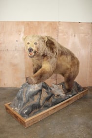XXL Massive Life-sized BROWN BEAR or GRIZZLY BEAR on a Rustic Wood Base with Wheels