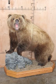 Life-sized "Roaring" GRIZZLY BEAR on Wood Base with Wheels