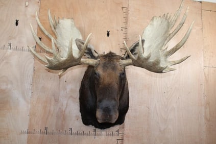 XL 33-Point MOOSE Shoulder Mount with Removable Antlers