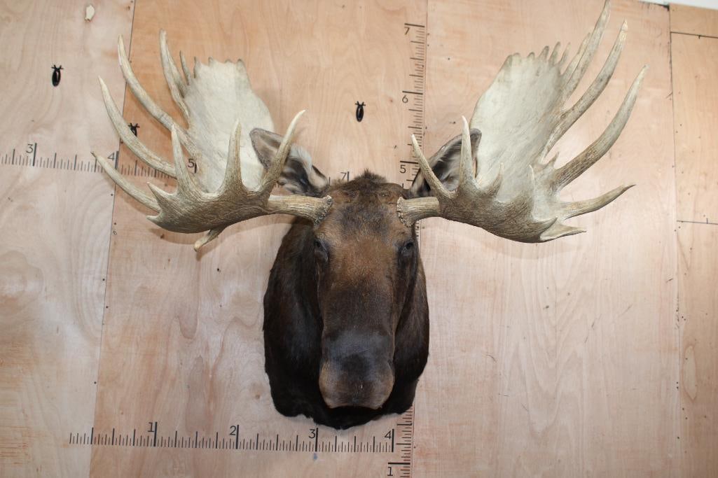 XL 33-Point MOOSE Shoulder Mount with Removable Antlers (1 of 11)