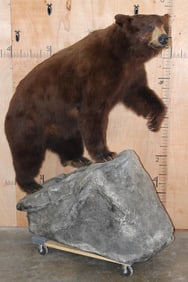 Big Life-sized BLACKBEAR on a Fiberglass Rock Base