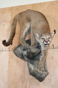 Life-sized MOUNTAIN LION or COUGAR on a Rocky Wall Hanging Base