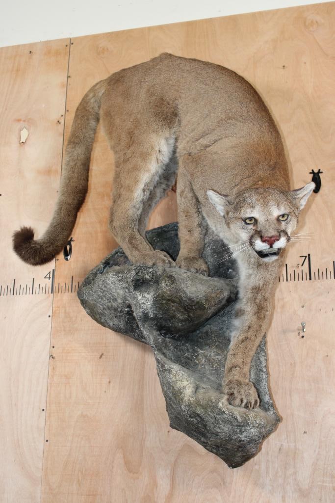 Life-sized MOUNTAIN LION or COUGAR on a Rocky Wall Hanging Base (1 of 7)