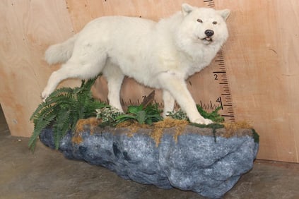 *Rarely Seen* Life-sized ARTIC WOLF on a Rocky Wall Hanging Base