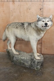 Big Life-sized GREY WOLF on a Rocky Base