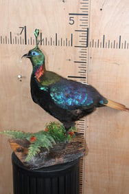 IMPEYAN PHEASANT or "HIMALAYAN MONAL" on a Decorative Wood Log