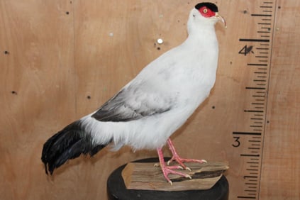 WHITE EARED-PHEASANT Mounted on a Natural Wood  Base