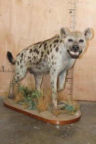 Big Life-sized HYENA on a Decorative Base