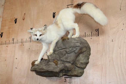 Life-sized ARCTIC MARBLE FOX on a Rock Wall Hanging Base