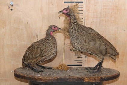2 SWAINSON'S SPURFOWL or "SWAINSON'S FRANCOLIN" Birds on a Rustic Wood Base