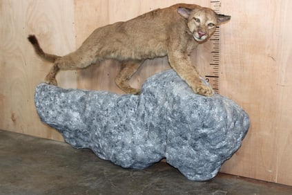 Life-sized MOUNTAIN LION or COUGAR on a Rocky Wall Hanging Base