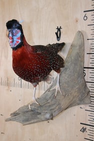 SATYR TRAGOPAN or "Crimson Horned Pheasant" Bird Mounted on a Natural Wood Base
